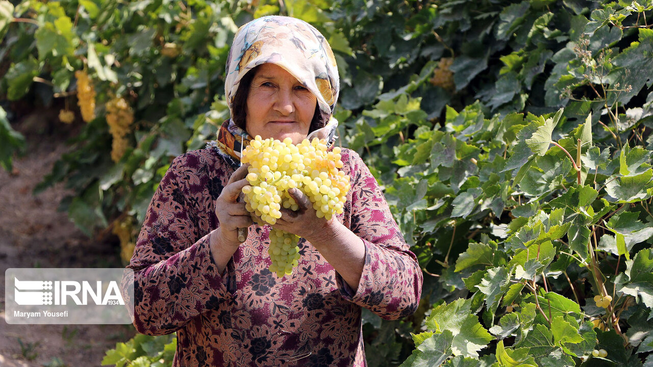I vigneti di Malekan